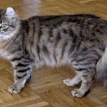 American Wirehair – Mixed Cat Breed Characteristics & Facts