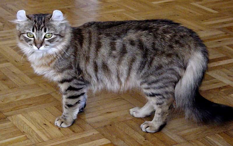 american-curl-mixed-cat-breed-characteristics-facts-3