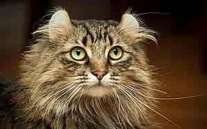 american-curl-mixed-cat-breed-characteristics-facts