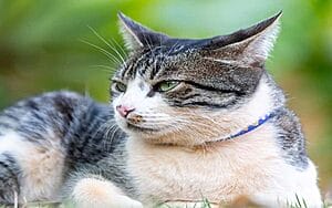 american-wirehair-mixed-cat-breed-characteristics-facts-1