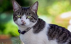 american-wirehair-mixed-cat-breed-characteristics-facts-2