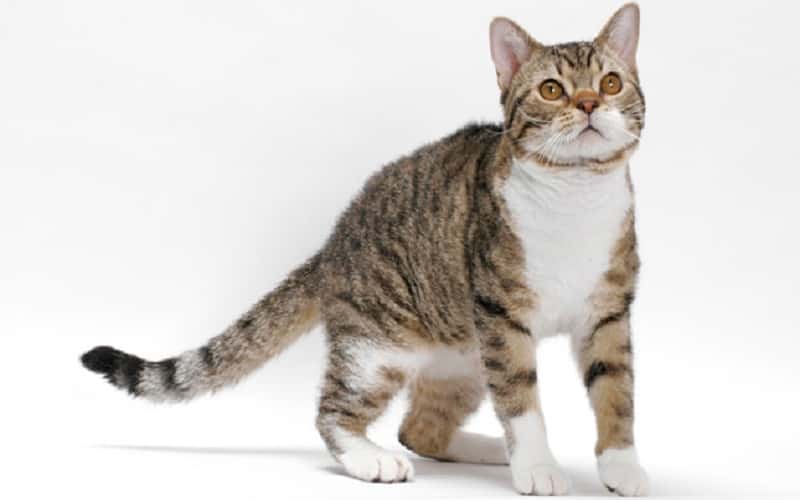 american-wirehair-mixed-cat-breed-characteristics-facts-3