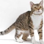 Aphrodite Giant – Mixed Cat Breed Characteristics & Facts