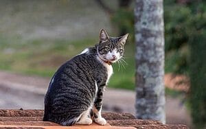 american-wirehair-mixed-cat-breed-characteristics-facts