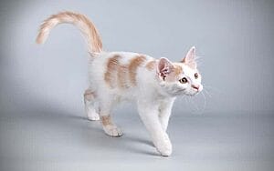 aphrodite-giant-mixed-cat-breed-characteristics-facts-1