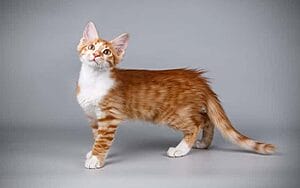 aphrodite-giant-mixed-cat-breed-characteristics-facts-2