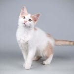 Arabian Mau – Mixed Cat Breed Characteristics & Facts