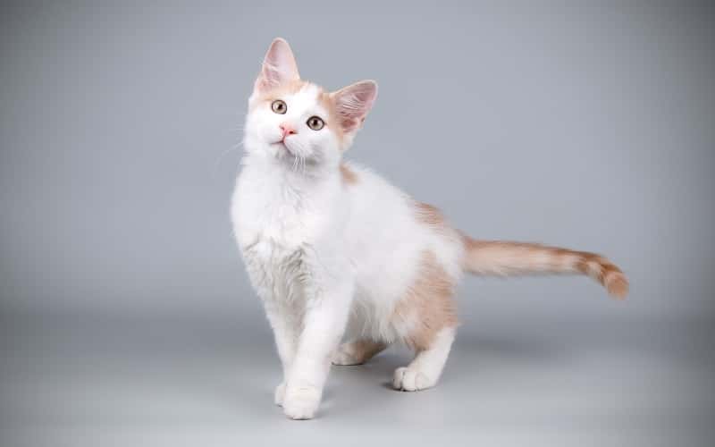 aphrodite-giant-mixed-cat-breed-characteristics-facts-3