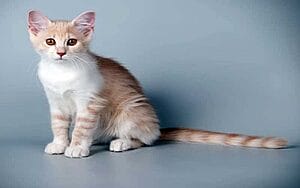 aphrodite-giant-mixed-cat-breed-characteristics-facts