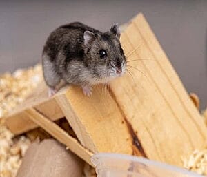 can-hamsters-eat-bread-6-facts-you-should-know-1