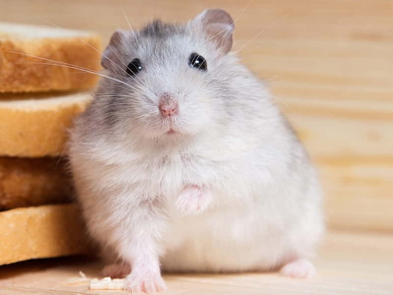 can-hamsters-eat-bread-6-facts-you-should-know-2
