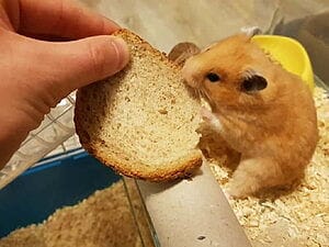 can-hamsters-eat-bread-6-facts-you-should-know-3