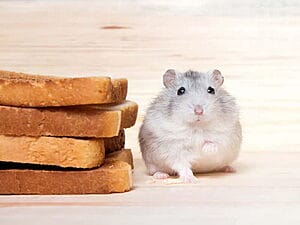 can-hamsters-eat-bread-6-facts-you-should-know