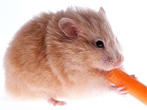 can-hamsters-eat-carrots-safely-7-facts-you-should-know-1
