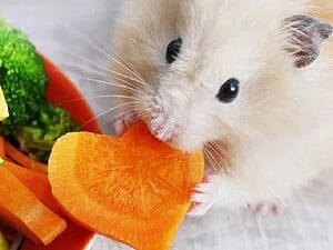 can-hamsters-eat-carrots-safely-7-facts-you-should-know-2