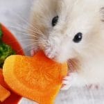 Can Hamsters Eat Grapes – 7 Facts Should You Know?