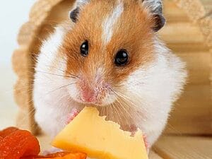 can-hamsters-eat-cheese-7-facts-you-may-want-to-know-1