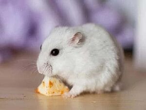 can-hamsters-eat-cheese-7-facts-you-may-want-to-know-2