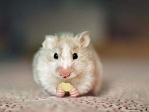 can-hamsters-eat-cheese-7-facts-you-may-want-to-know-3