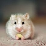 Can Hamsters Eat Carrots Safely – 7 Facts You Should Know?