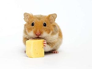 can-hamsters-eat-cheese-7-facts-you-may-want-to-know