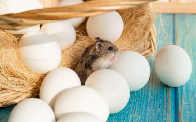 can-hamsters-eat-eggs-11-facts-you-need-to-know-1