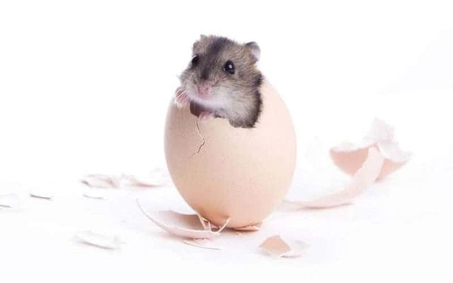 can-hamsters-eat-eggs-11-facts-you-need-to-know-2