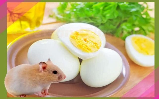 can-hamsters-eat-eggs-11-facts-you-need-to-know-3