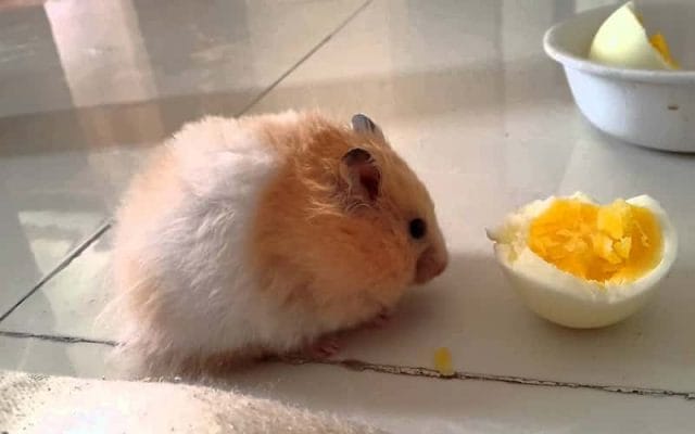 can-hamsters-eat-eggs-11-facts-you-need-to-know