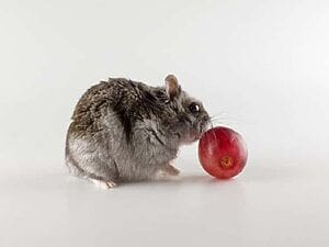 can-hamsters-eat-grapes-7-facts-should-you-know-1