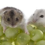 Can Hamsters Eat Carrots Safely – 7 Facts You Should Know?
