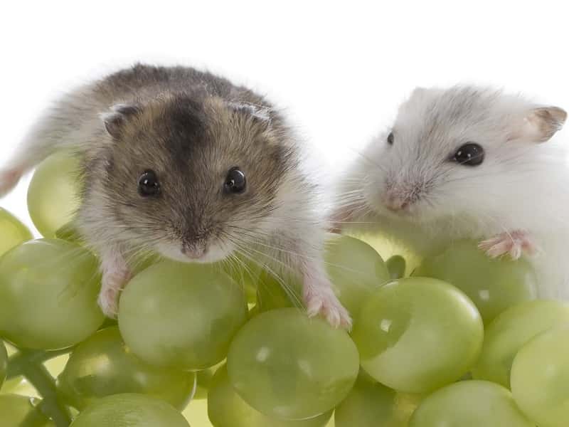 can-hamsters-eat-grapes-7-facts-should-you-know-2