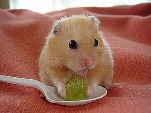 can-hamsters-eat-grapes-7-facts-should-you-know-3