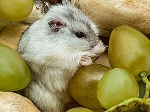 can-hamsters-eat-grapes-7-facts-should-you-know