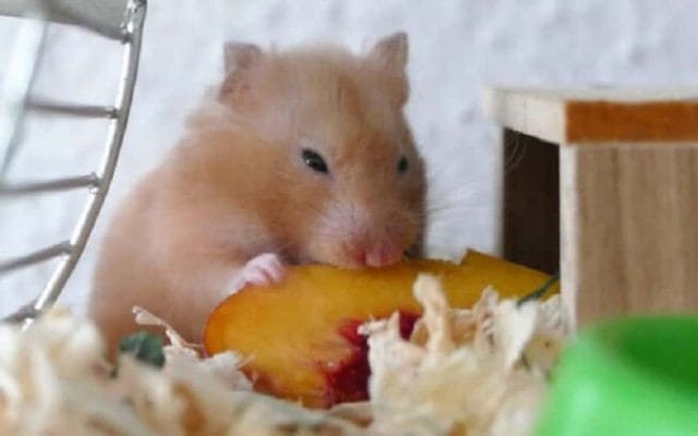 can-hamsters-eat-mangoes-9-facts-should-you-know-1