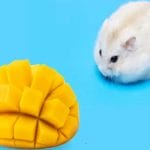 Can Hamsters Eat Pineapple? 7 Facts You Need To Know!