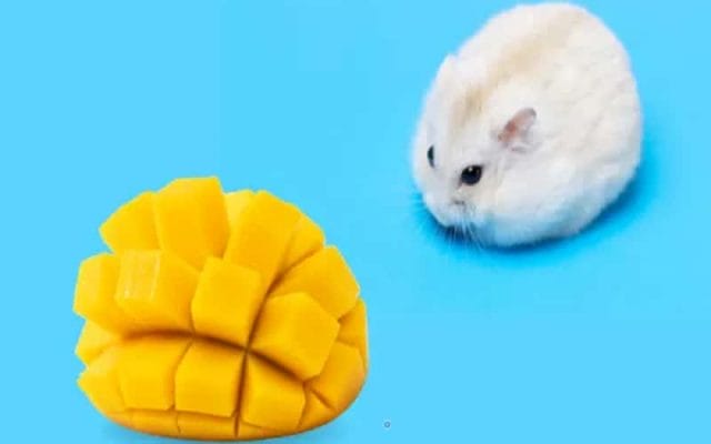 can-hamsters-eat-mangoes-9-facts-should-you-know-2