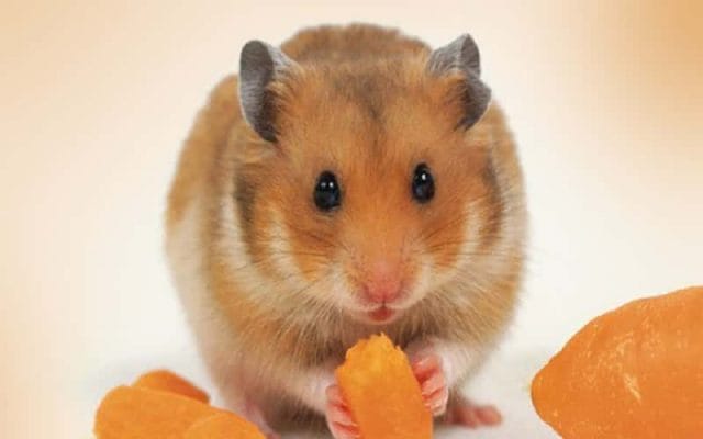 can-hamsters-eat-mangoes-9-facts-should-you-know