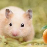 Can Hamsters Eat Eggs? 11 Facts You Need To Know!