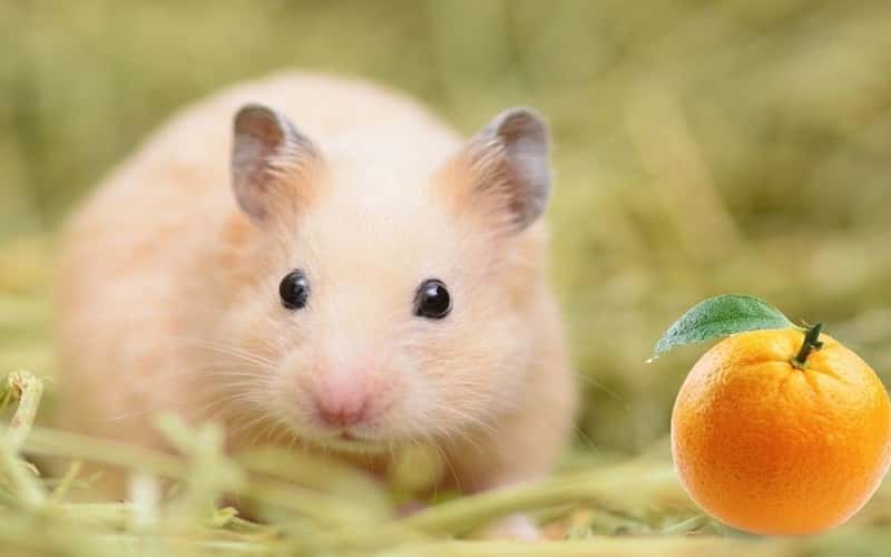 can-hamsters-eat-orange-6-things-you-should-know-1