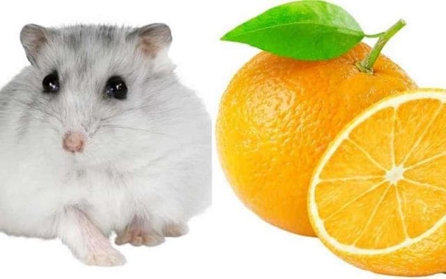 can-hamsters-eat-orange-6-things-you-should-know-2