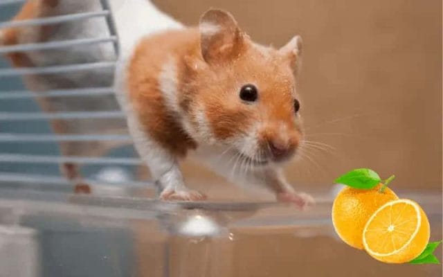 can-hamsters-eat-orange-6-things-you-should-know