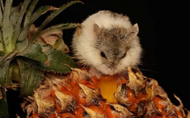 can-hamsters-eat-pineapple-7-facts-you-need-to-know-1