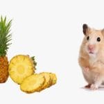 Can Hamsters Eat Mangoes – 9 Facts Should You Know!