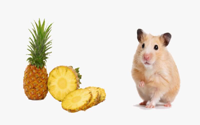 can-hamsters-eat-pineapple-7-facts-you-need-to-know-2