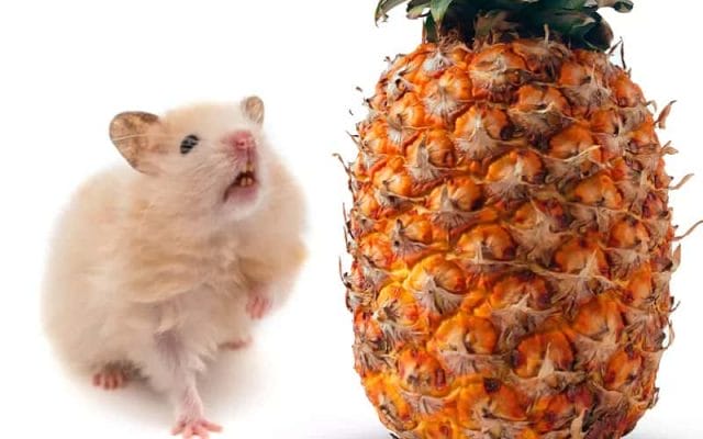 can-hamsters-eat-pineapple-7-facts-you-need-to-know