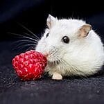 Can Hamsters Eat Strawberries? 10 Facts You Need To Know