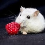 Can Hamsters Eat Strawberries? 10 Facts You Need To Know