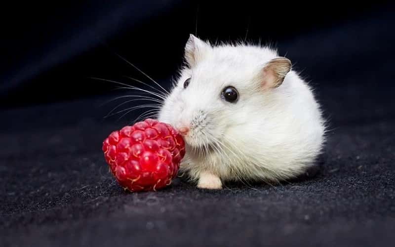 can-hamsters-eat-raspberries
