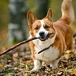 Carolina Dog – Mixed Dog Breed Characteristics & Facts